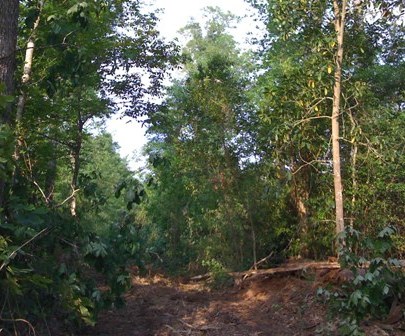 Path in Old Barbe Woods